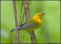 _0SB9572 prothonotary warbler